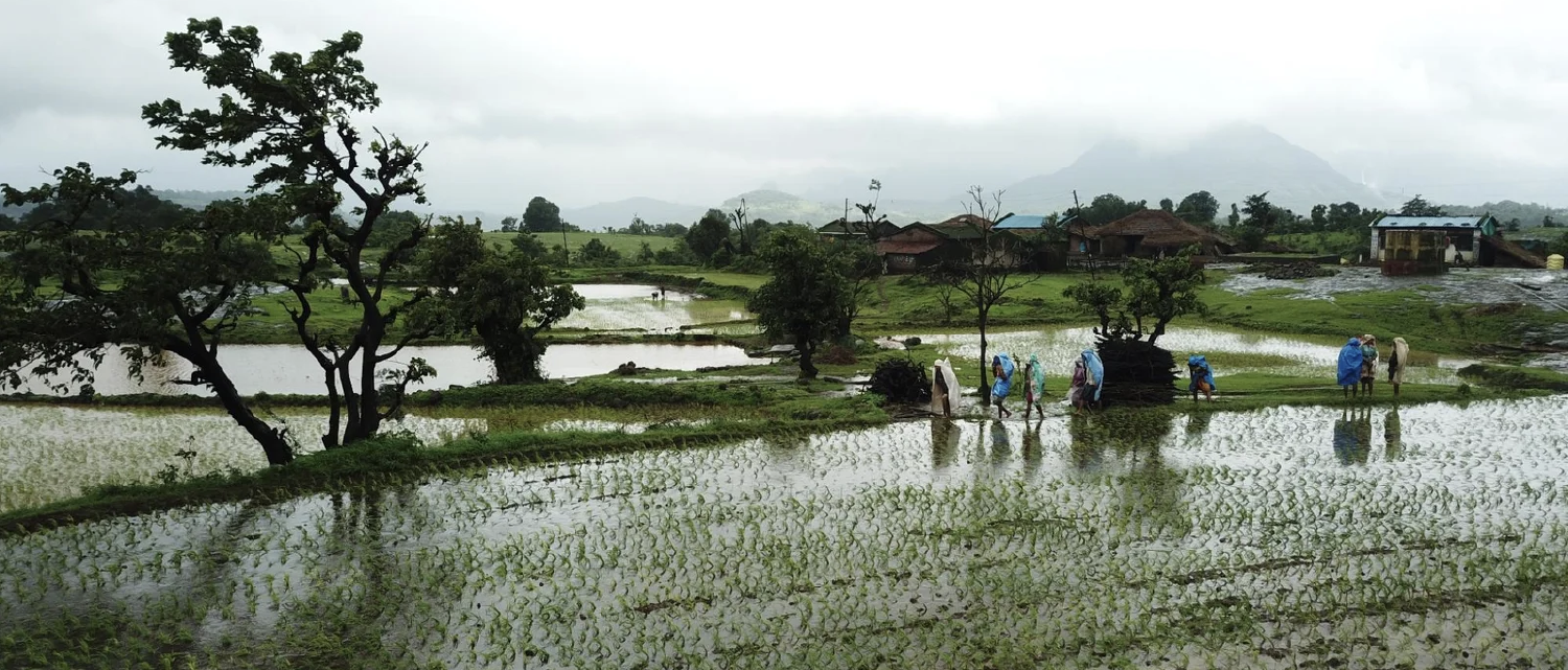 Why Conserving Indigenous Rice Varieties Matters for the Future