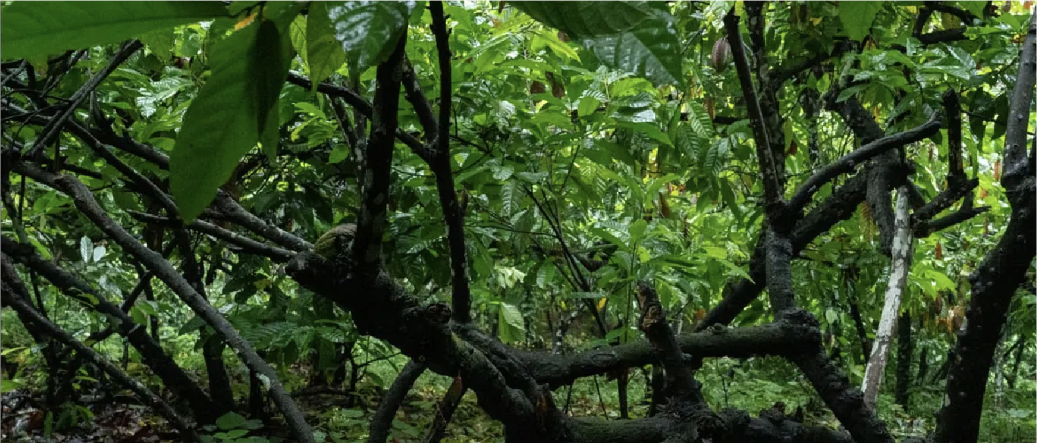 Fighting climate-triggered cacao disease - strengthening soil health