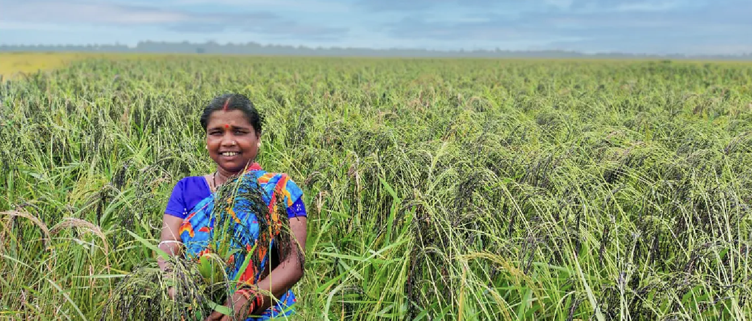 Tribal Farmers Are Growing More Rice With Less Water– And Reviving Indigenous Varieties