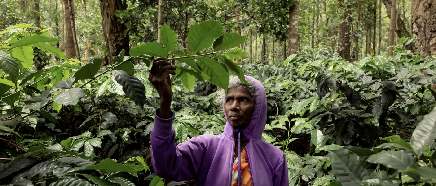 Grounds for Resilience - can coffee survive without forests?