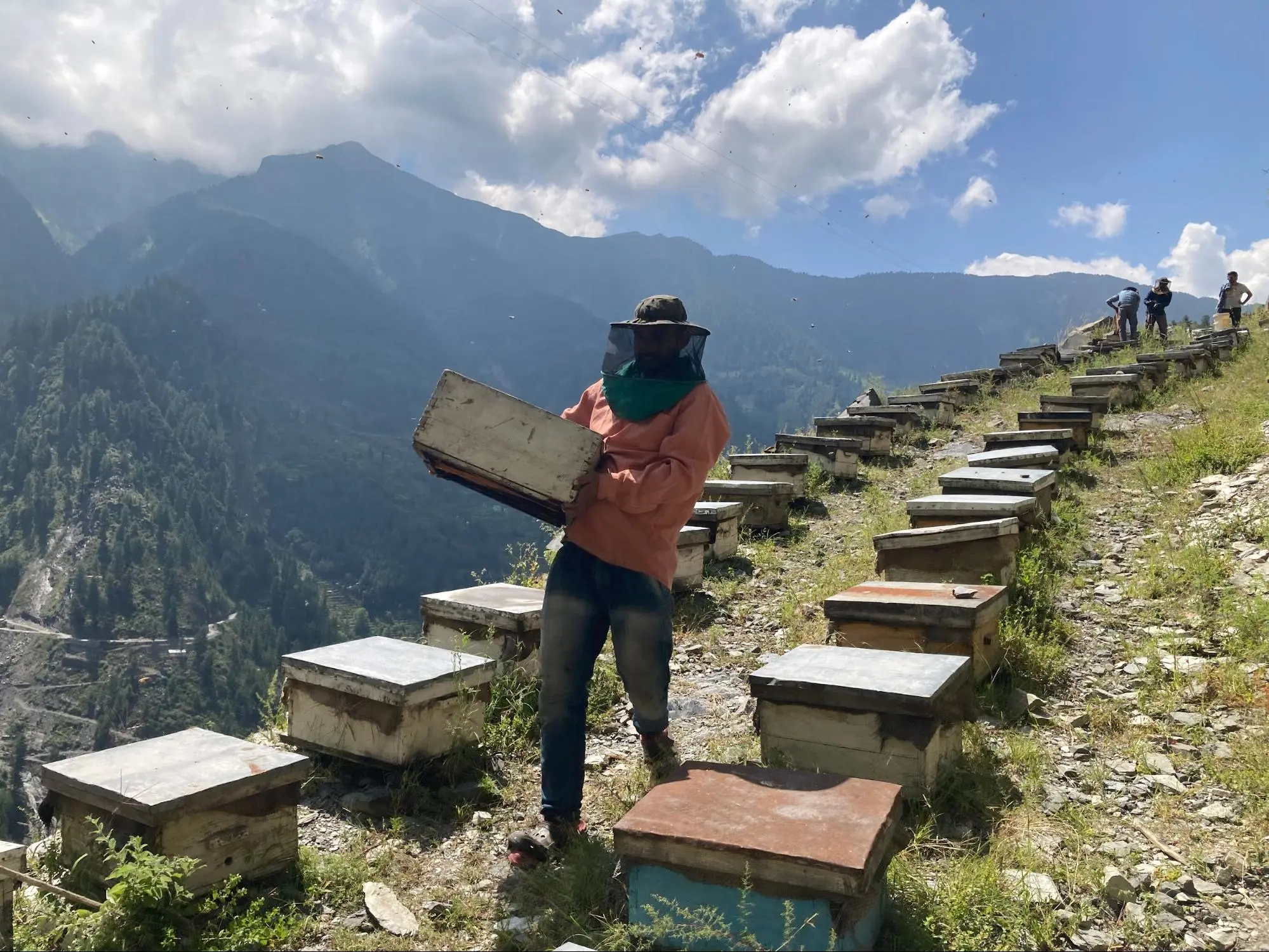 India's honey exports are rising exponentially, but at what cost?